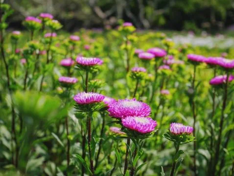 High Angle View of Pink Flowering Plants in the Park Stock Photos