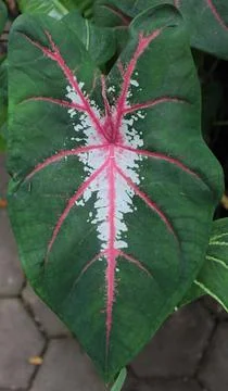 High Angle View Of Pink Flowering Plant Stock Photos