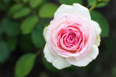 High angle view of a pink rose flower Stock Photos