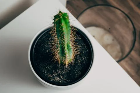 High angle view of a pole cactus in a white pot in an apartment - decoration Stock Photos