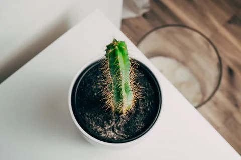 High angle view of a pole cactus in a white pot in an apartment - decoration Stock Photos