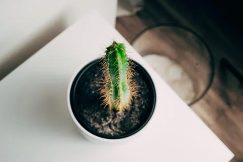 High angle view of a pole cactus in a white pot in an apartment - decoration Stock Photos