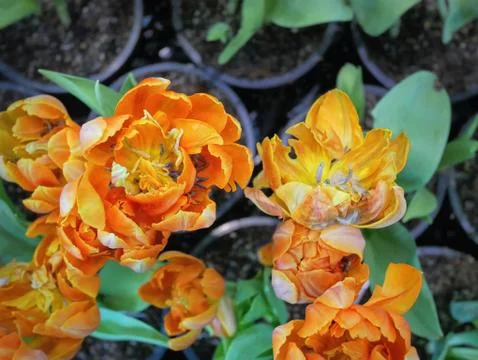 High Angle View of Potted Orange Flowering Plants Stock Photos