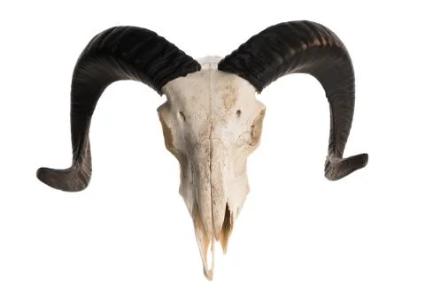 High angle view of a ram skull with horns 스톡 사진