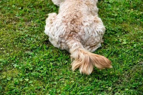 High angle view of rear end of a fawn coated young Cavapoo lying on a lawn. Stock Photos