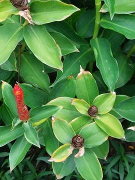 High angle view of red button ginger flowers and green leaves  Stock Photos