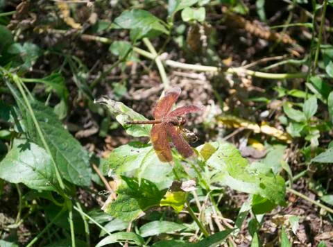 High Angle View Of Red Dragonfly Sits On A Green Leaves Exposed The Sunlight Stock Photos