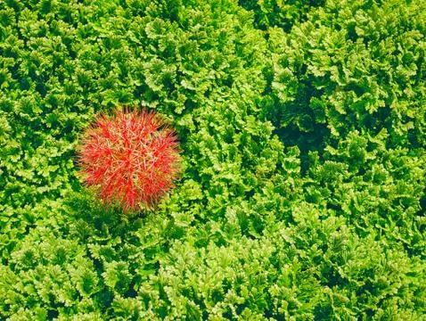 High Angle View of Red Spiky Flowering Plant Against Full Frame Green Leaves Stock Photos