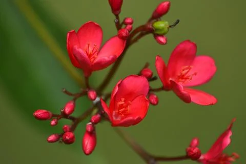 High Angle View Red Tiny Flowers Of Peregrina Or Spicy Jatropha Foto stock