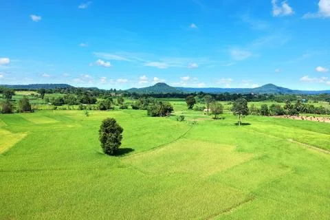 High angle view Rice fields Stock Photos