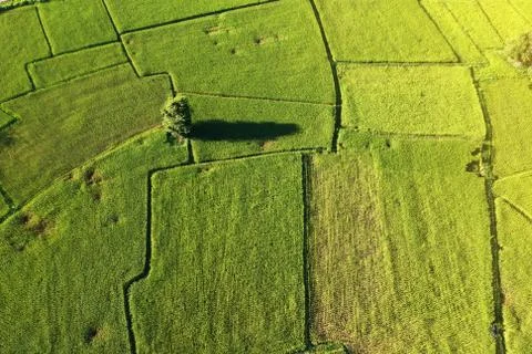 High angle view Rice fields Stock Photos