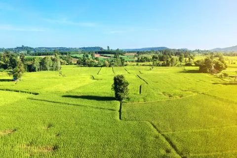 High angle view Rice fields Foto stock