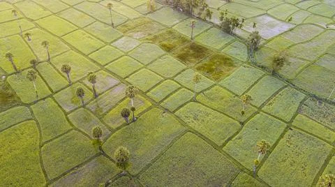 High angle view of rice fields in the morning from a drone Stock Photos