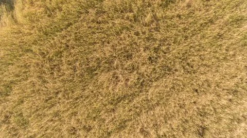 High angle view of rice paddy field. Stock Photos