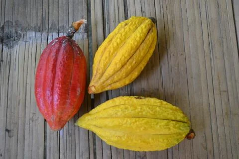 High angle view of ripe cacao in orange and yellow Stock Photos
