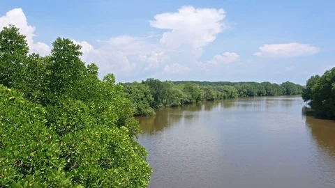 High angle view of the river with mangrove forest surrounding Stock Footage 96940487