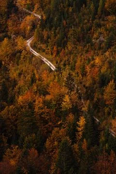 High angle view of the road crossing through bright autumn forest during th.. Stock Photos