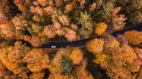 High angle view of a road trough the autumn forest with copy space Stock Photos