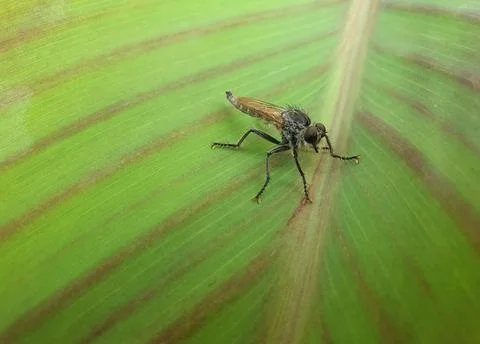 High angle view of robber fly (family asilidae) on big green leaf Stock Photos