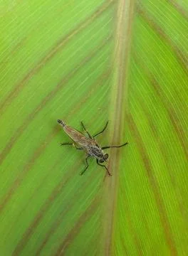 High angle view of robber fly (family asilidae) on big green leaf Stock Photos