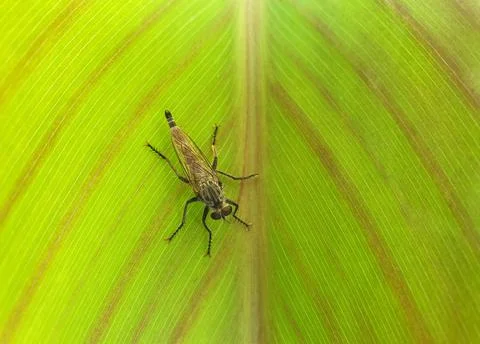 High angle view of robber fly (family asilidae) on big green leaf Stock Photos