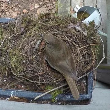 High angle view of robin in nest, Kenora, Lake of The Woods, Ontario, Canada Stock Photos