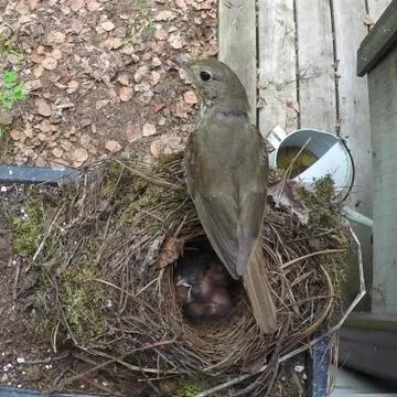 High angle view of robin in nest with its chicks, Kenora, Lake of The Woods, Stock Photos