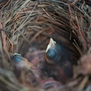 High angle view of Robin's chicks in nest, Kenora, Lake of The Woods, Ontario, Stock Photos
