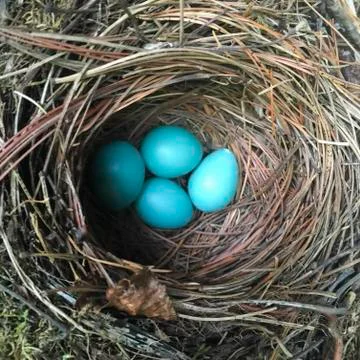 High angle view of a Robin's eggs in nest, Kenora, Lake of The Woods, Ontario, Stock Photos