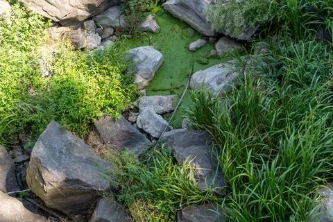 High angle view of rocky river bank with green duckweed and wild vegetation Stock Photos