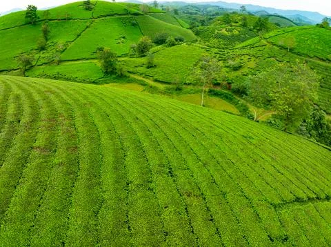 High angle view Rows of growing tea plantation at Long Coc mountains, Phu T.. Foto stock