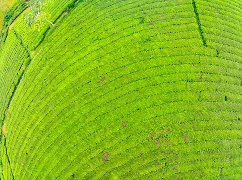 High angle view Rows of growing tea plantation at Long Coc mountains, Phu T.. Stock Photos