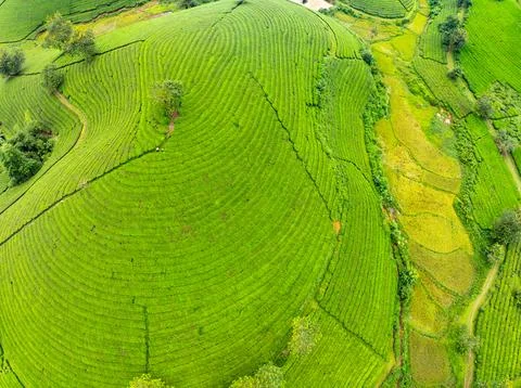 High angle view Rows of growing tea plantation at Long Coc mountains, Phu T.. Stock Photos