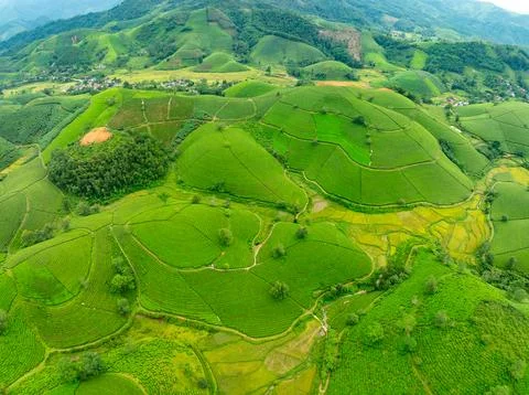 High angle view Rows of growing tea plantation at Long Coc mountains, Phu T.. Stock Photos