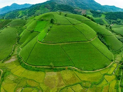High angle view Rows of growing tea plantation at Long Coc mountains, Phu T.. Foto stock