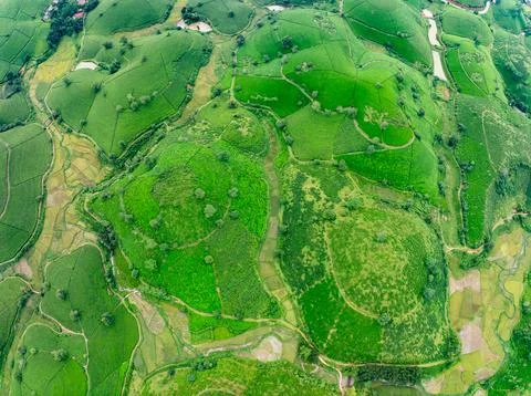High angle view Rows of growing tea plantation at Long Coc mountains, Phu T.. Foto stock