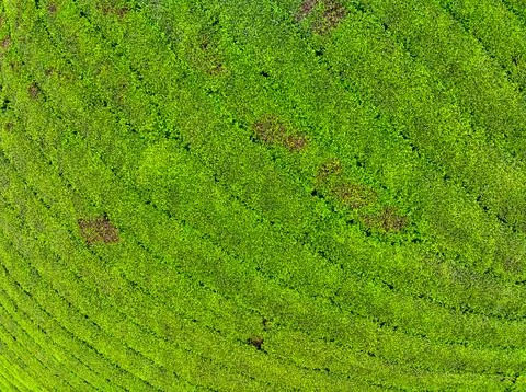 High angle view Rows of growing tea plantation at Long Coc mountains, Phu T.. Foto stock