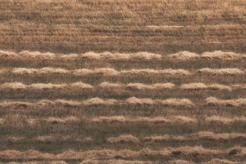 A high-angle view of rows of harvested hay or dry grass pattern in an agricul Stockfoto's