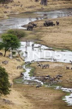 High angle view of safari animals Stock Photos