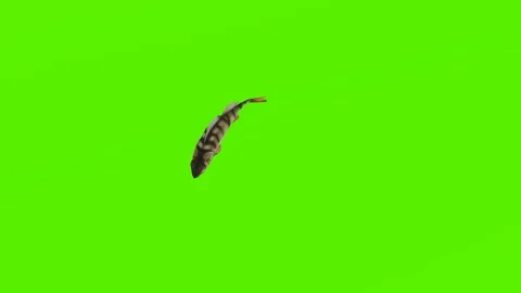 High angle view of salmon swimming Vidéo 246730743