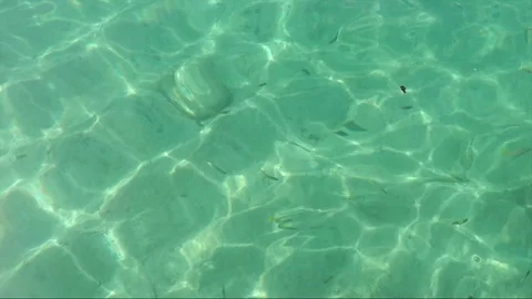 High angle view, School of Yellowtail fish in clear shallow water, Malaysia Stock Footage 199393263