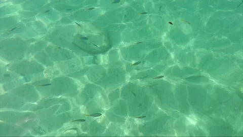 High angle view, School of Yellowtail fish in clear shallow water, Malaysia Stock Footage 199393753