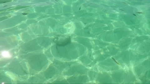 High angle view, School of Yellowtail fish in clear shallow water, Malaysia Vídeos de archivo 199567068