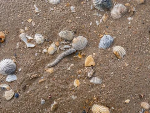 High angle view of sea shells and small stones lying in wet sand Foto stock