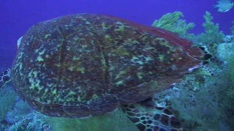 High angle view of a Sea turtle Stock Footage 841695