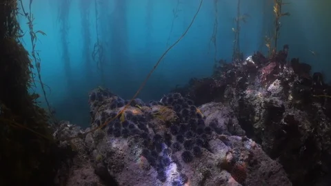 High angle view of sea urchins on rocks by kelps undersea - Carmel by the Sea, Stock Footage 128787959