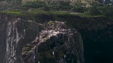 High-Angle View of Seabird Nesting Colony on Dramatic Coastal Cliffs Video stock 346854831