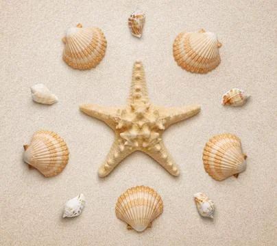 High angle view of seashells and starfish isolated on sand background Foto stock