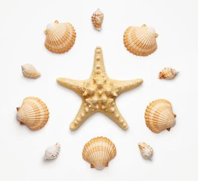 High angle view of seashells and starfish isolated on light gray background Foto stock