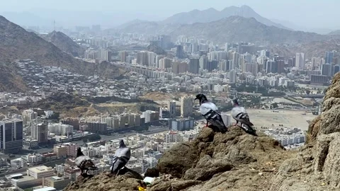 A high-angle view of several pigeons resting on a rocky outcrop, overlooking Stock Footage 346890408